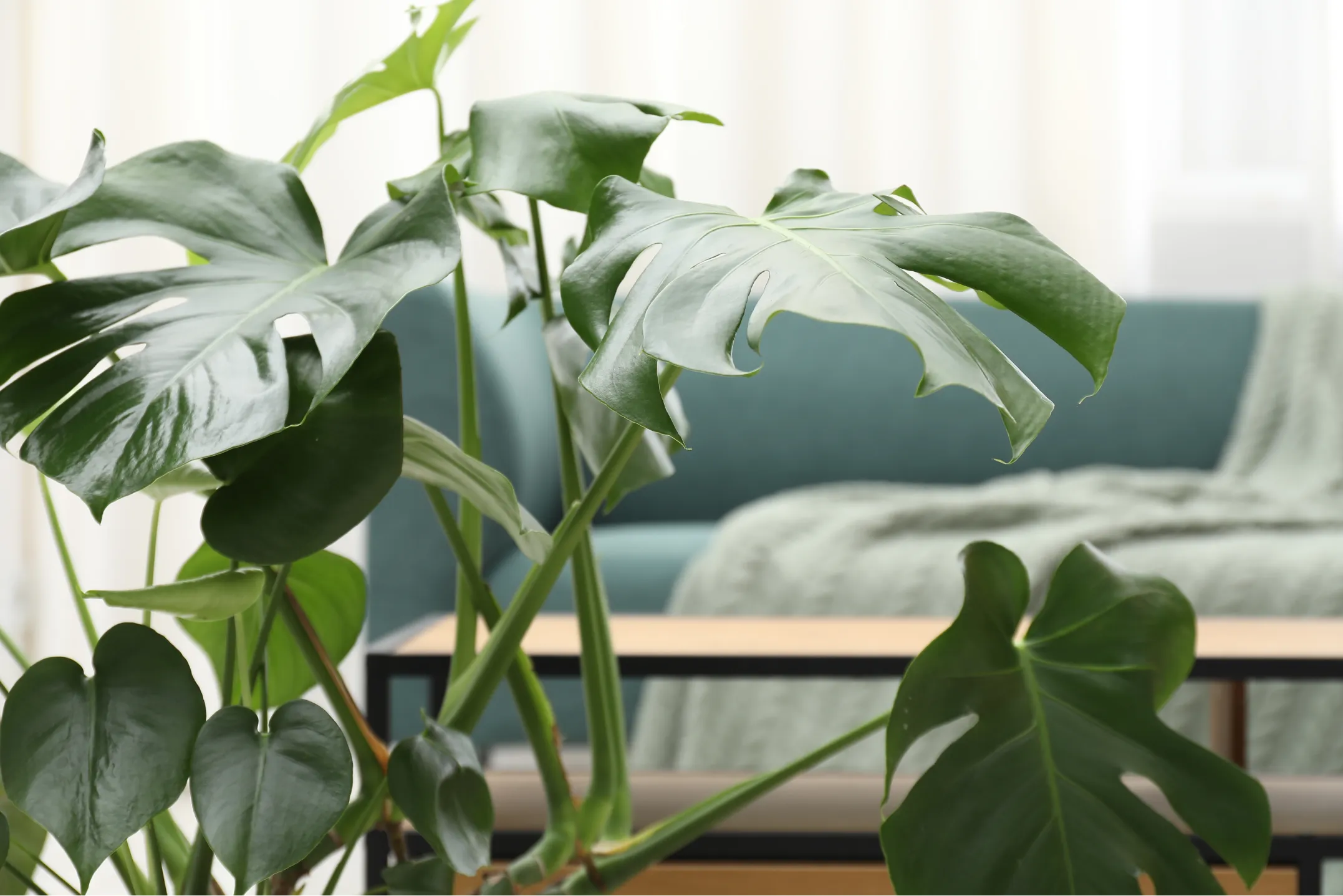 Dental office background at Sunrise Dental Bellevue